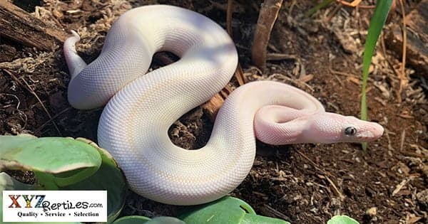 Where Can I Find A Blue Eyed Lucy For Sale?
