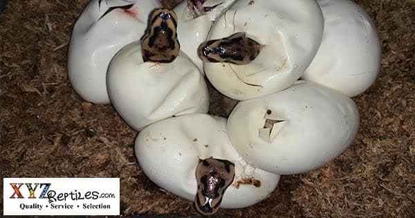 When Will 2019 Baby Ball Pythons Be Available?