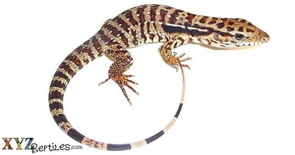 Where To Find Argentine Red Tegus For Sale