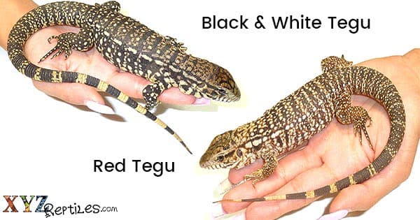 What s A Better Reptile Pet, Red Tegu Or Black And White Tegu?