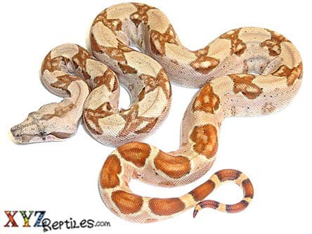 Baby Hypo Columbian Boa Constrictor