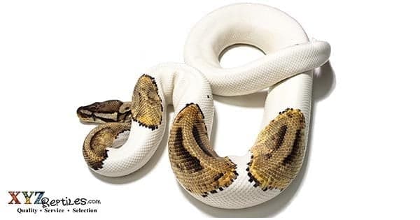 Finding And Breeding Adult Pied Ball Pythons For Sale