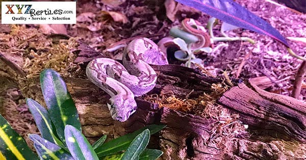 Where Can I Find Hypo Columbian Red Tail Boas for Sale?