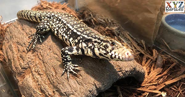 Tegu Care By xyzReptiles