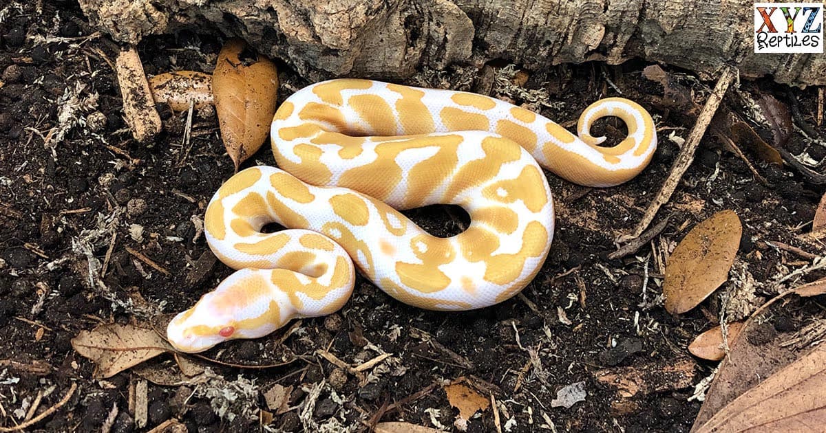 Is The Albino Ball Python The Original Ball Python Morph?