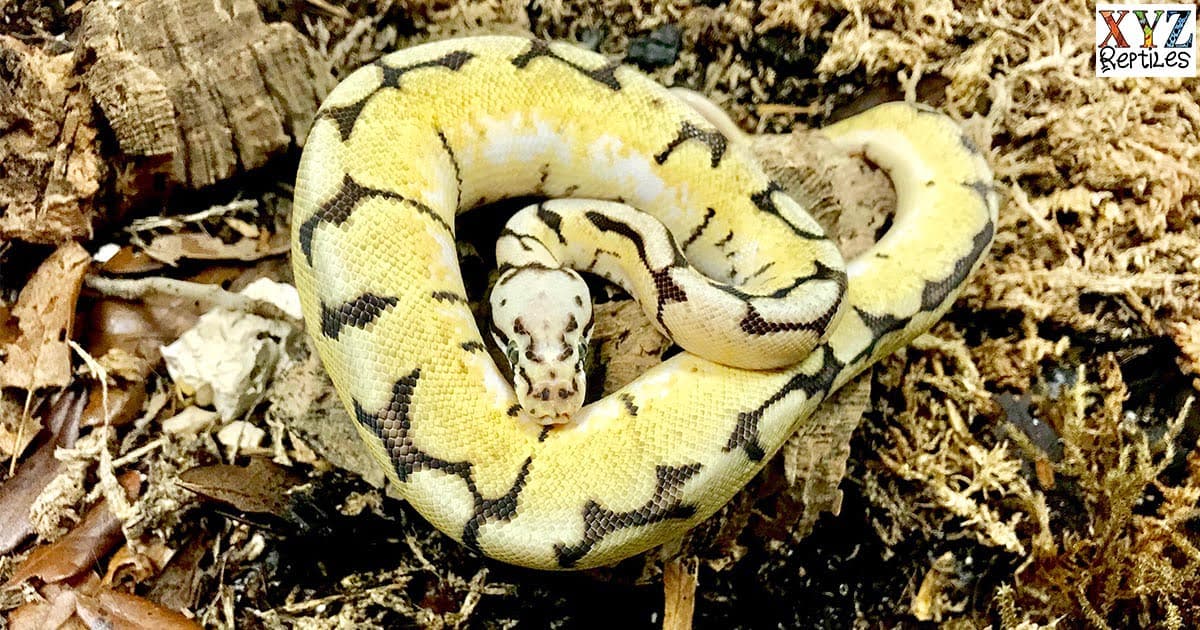 Why Are Bumblebee Ball Python Morphs So Popular?