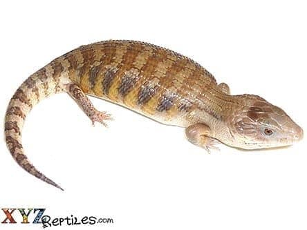 Baby Northern Blue Tongue Skink For Sale