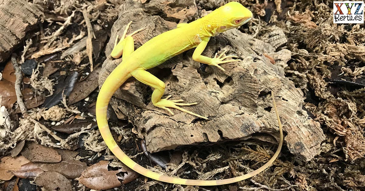 Does The Albino Iguana Make A Good Pet Lizard?