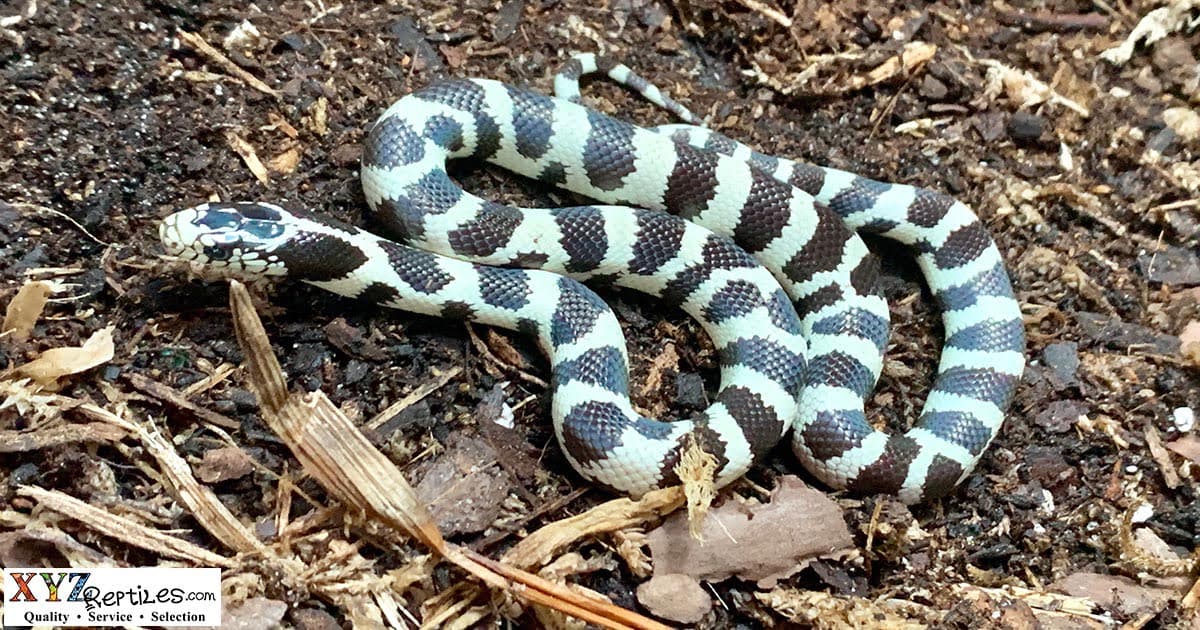 Finding The Beautiful California Kingsnake By xyzReptiles
