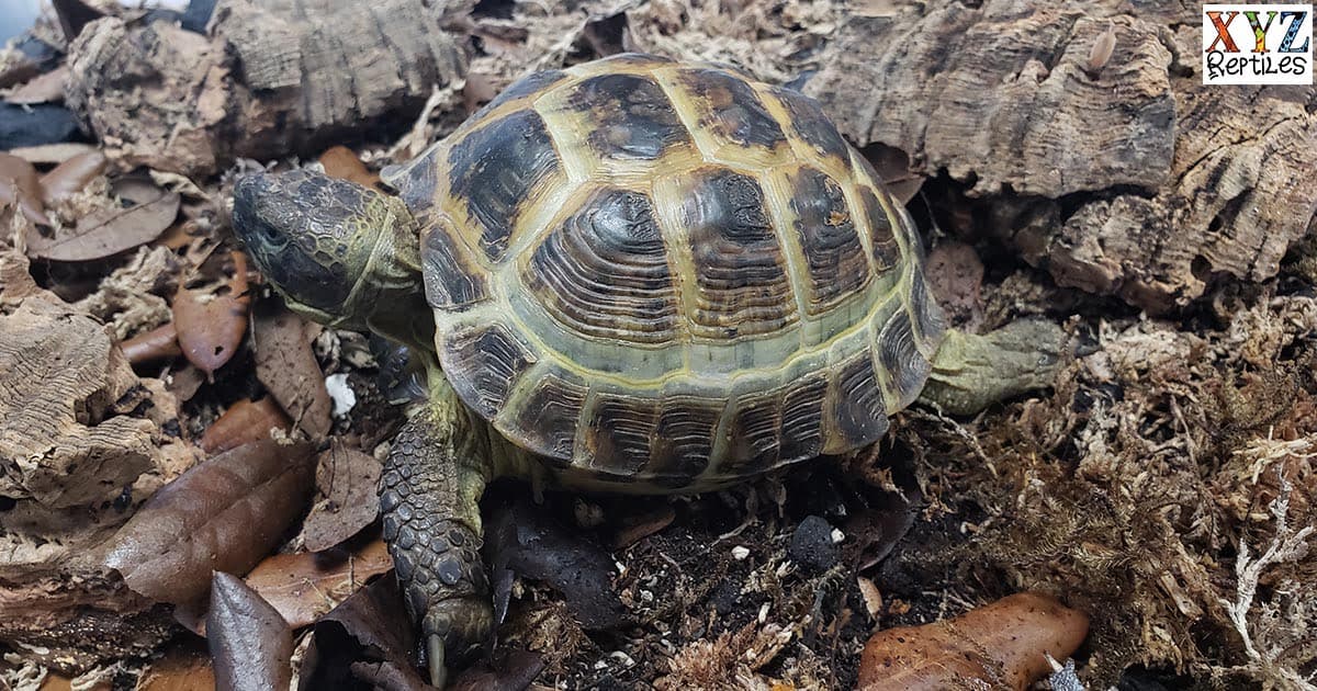 Keeping the Russian tortoise as a reptile pet by xyzReptiles