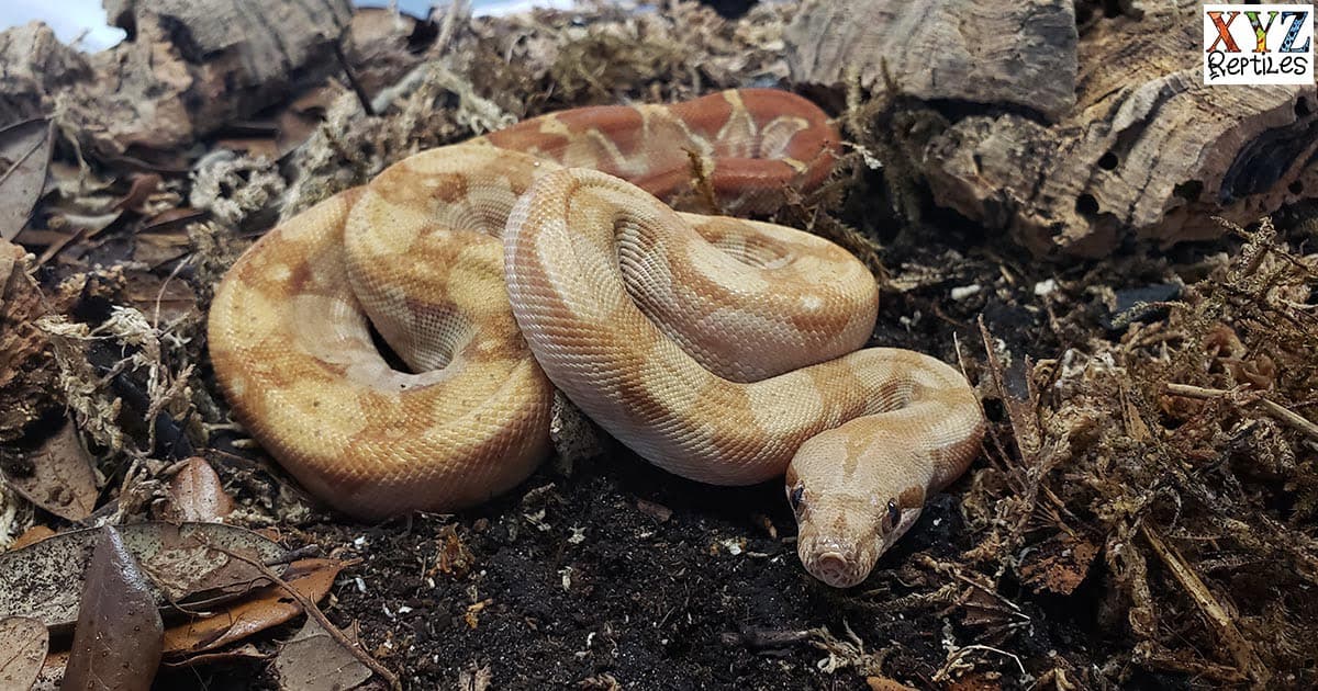 What makes a caramel albino Central American boa morph?