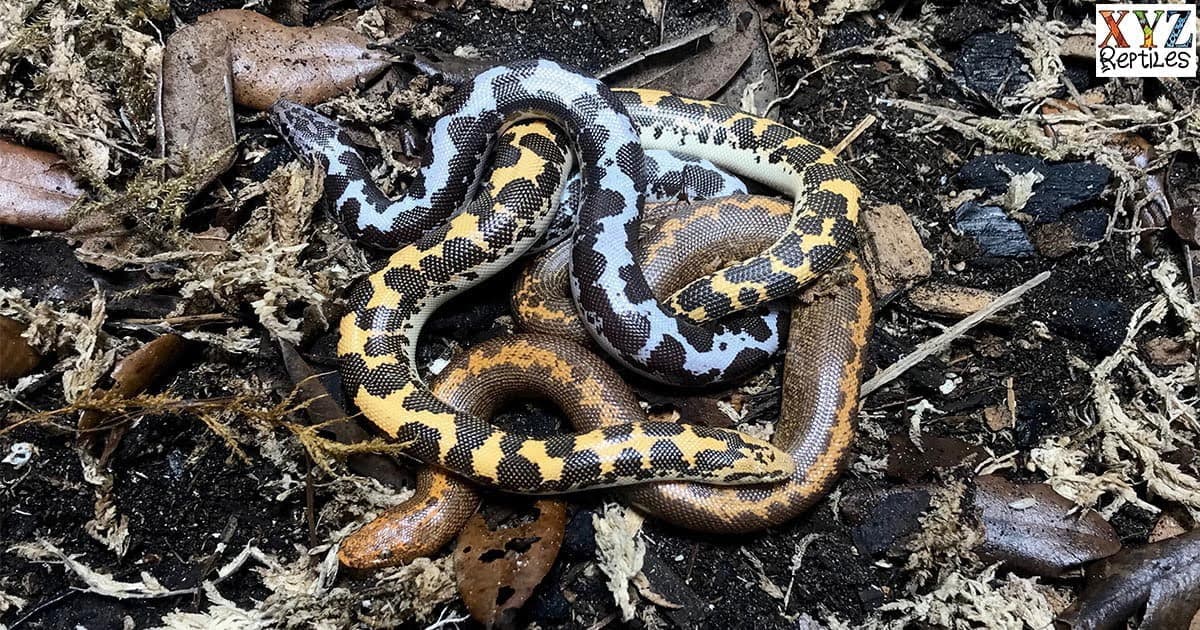 Did you know there are many different sand boa morphs?
