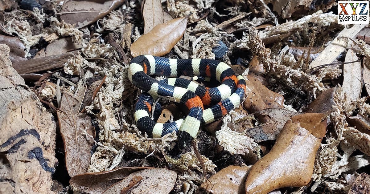 Where Can I Find Healthy Milk Snakes Online