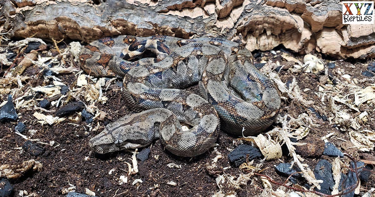 Where Can I Find Dwarf Boas For Sale Online?