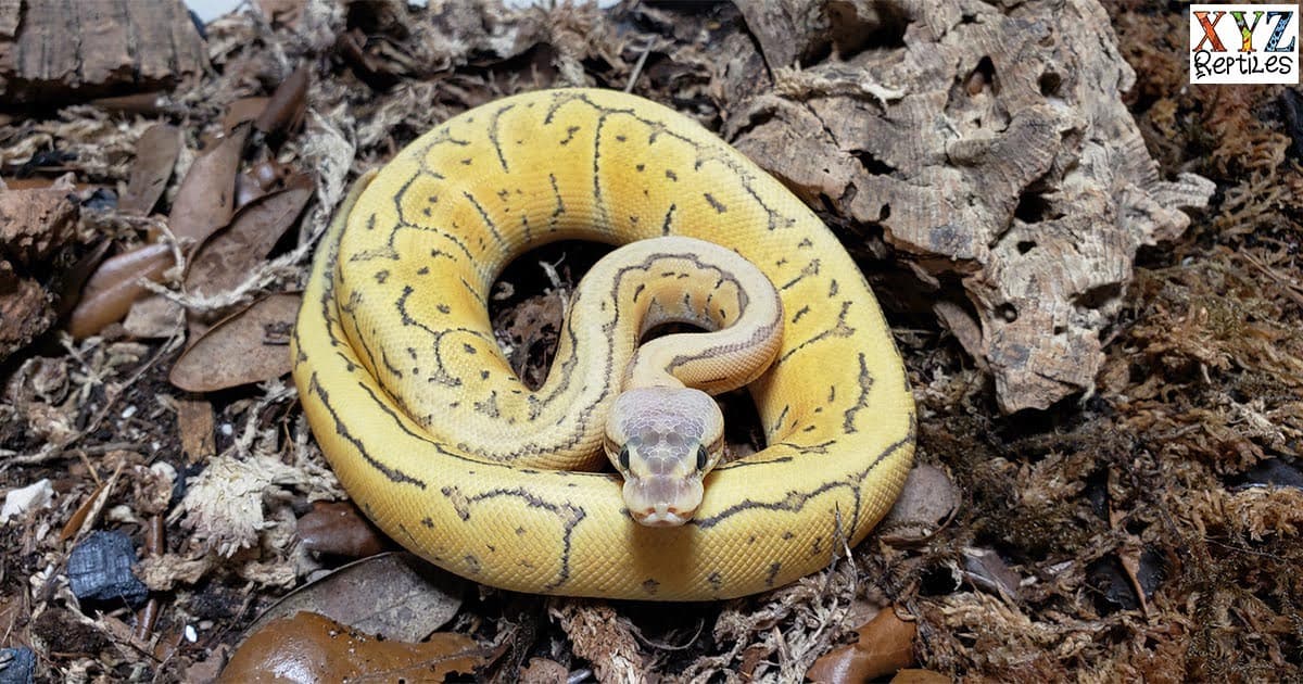 Why are ball pythons such popular pet snakes?