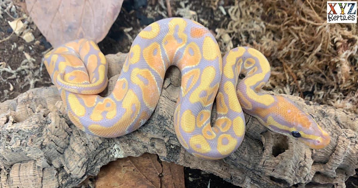 Why Should I Consider A Ball Python Morph Over A Normal One?