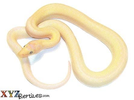 Baby Blue Eyed Leucistic Colombian Rainbow Boa