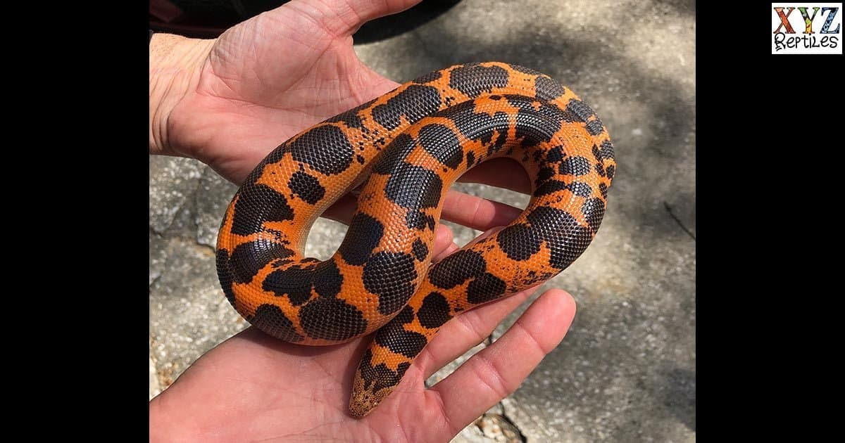 Where can I find Kenyan sand boas for sale online?
