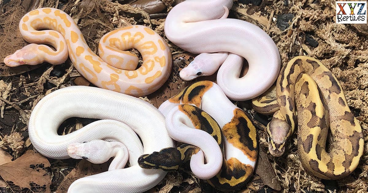 Where is the best place to buy ball pythons?