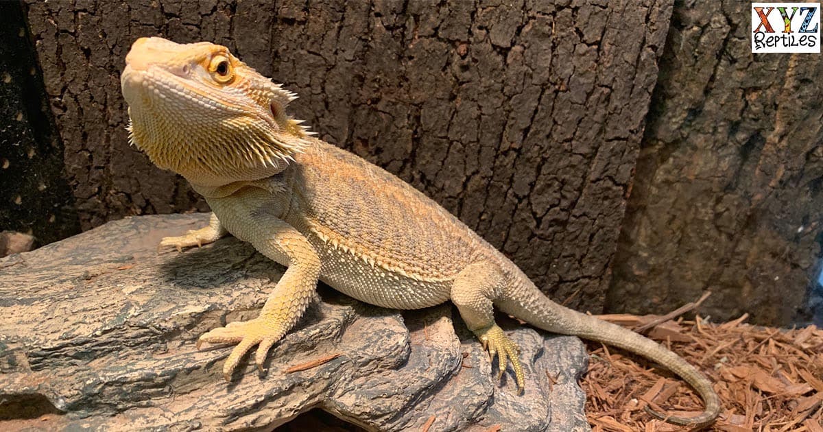 Proper Bearded Dragon Lighting Will Ensure A Healthy Reptile Pet