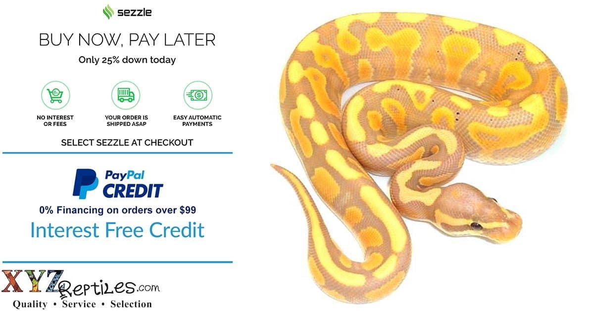 Buying Exotic Reptile Pets Online Using Payment Plans