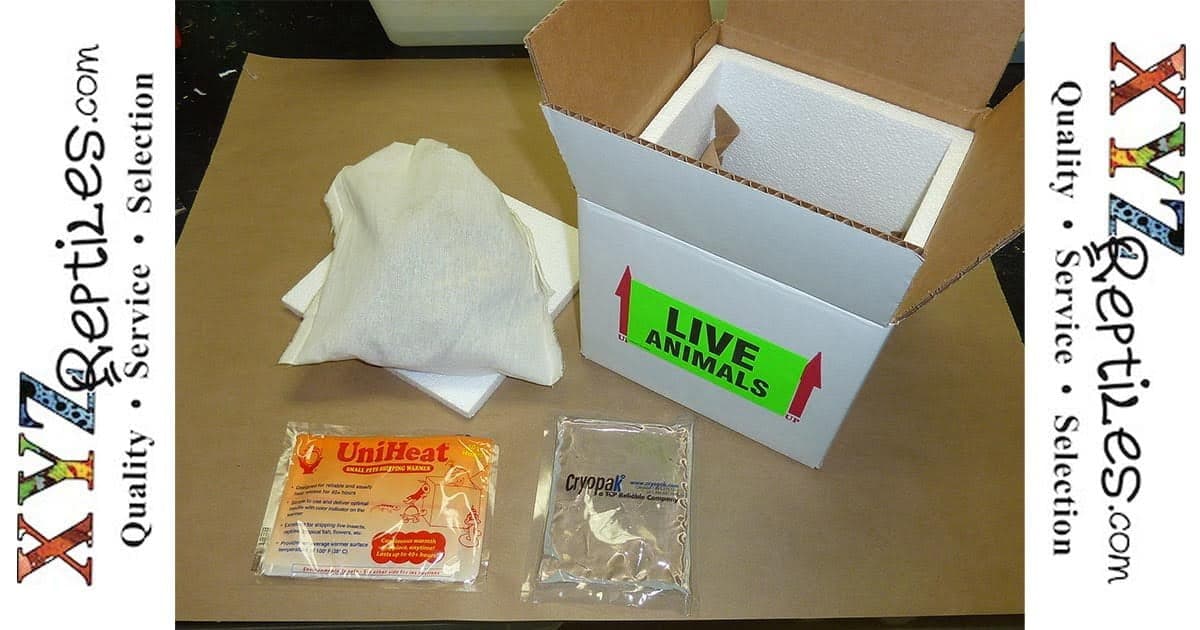 How Does Shipping Reptile Pets Work In The Winter Months?