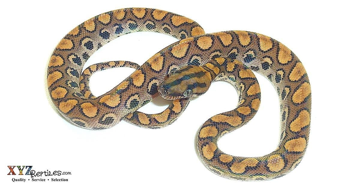 Buying Baby Rainbow Boas Online