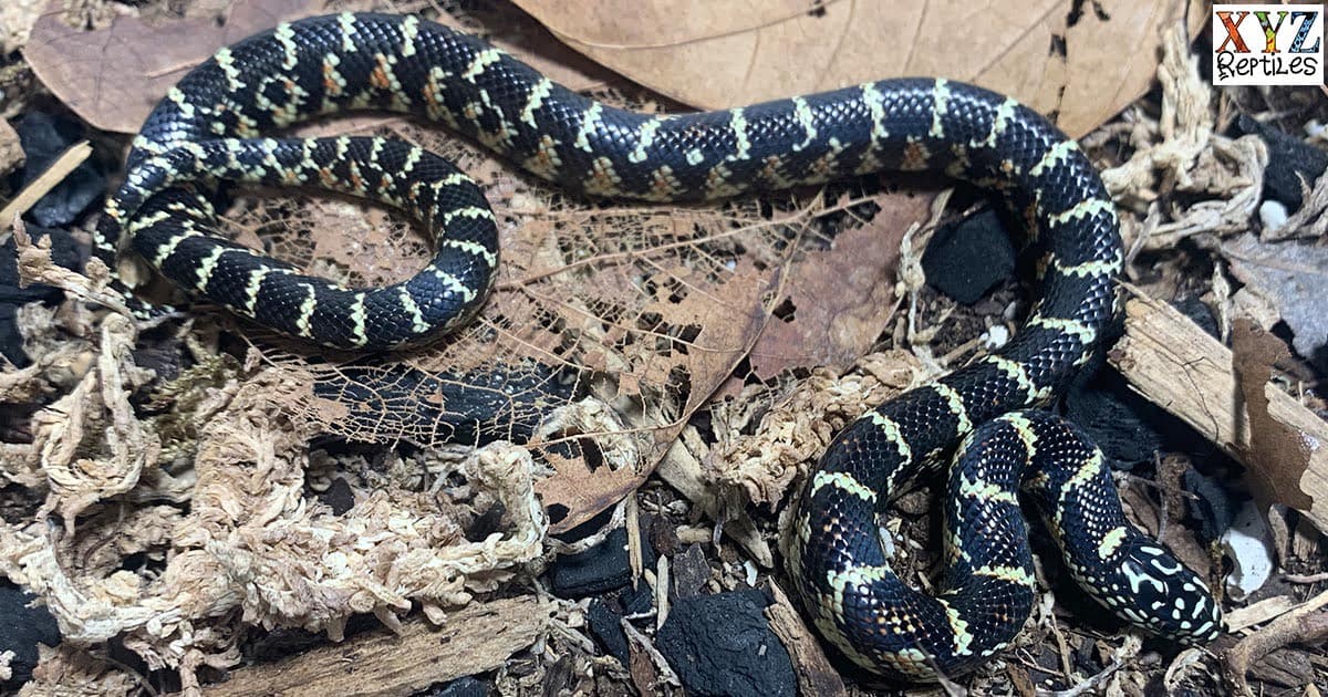 What Was The Original King Snake Pet?