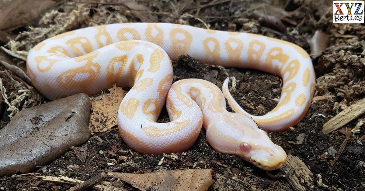 Popular Albino Ball Python Morphs In 2024