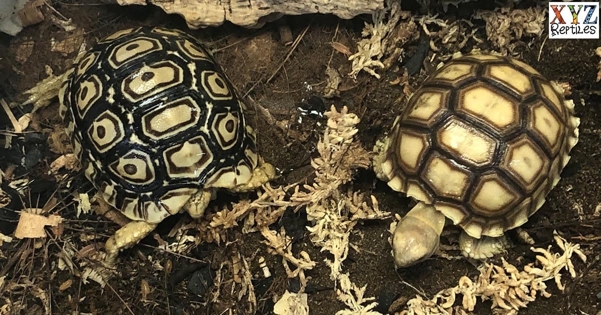 Popular Grassland Tortoises