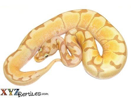 Baby Banana Spider Ball Python