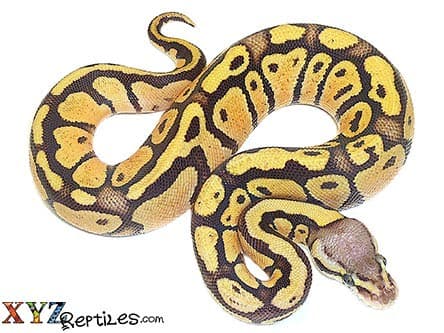 Baby Firefly Ball Python