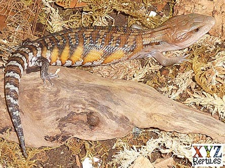 Fancy Northern Blue Tongue Skink For Sale