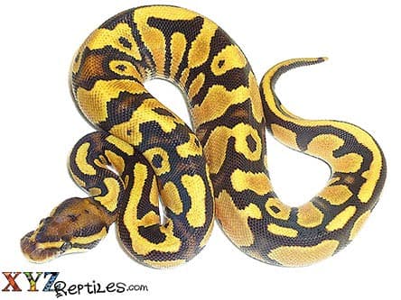 Baby Fire Yellow Belly Ball Python