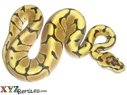Baby Fire Spider Ball Python