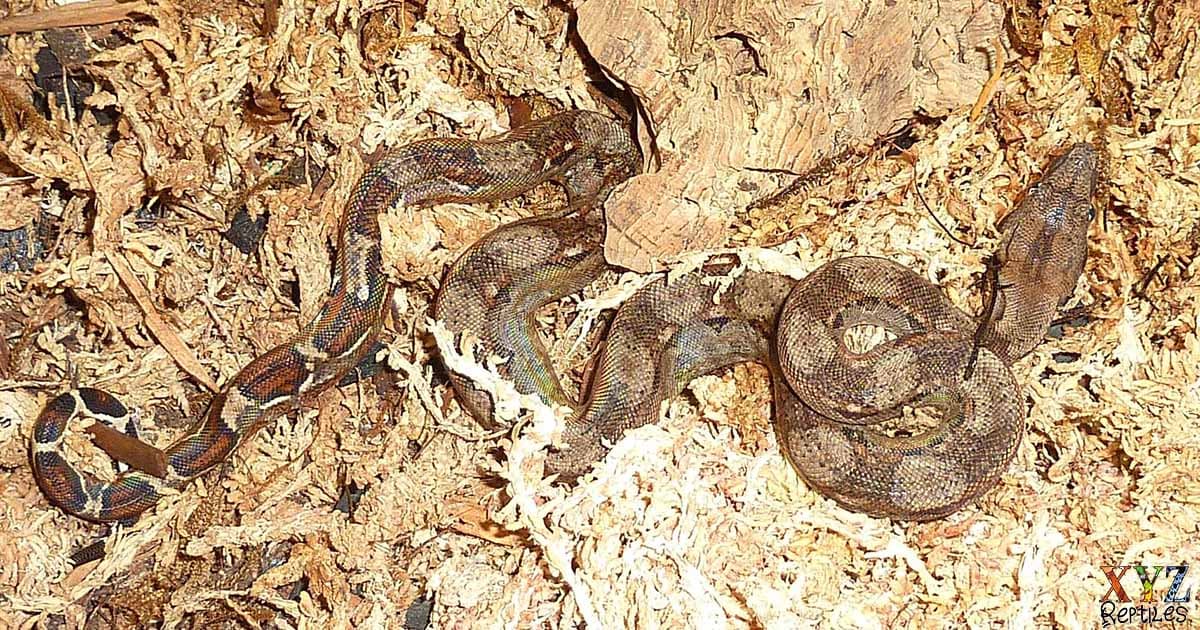 Facts About the Nicaraguan Central American Boa