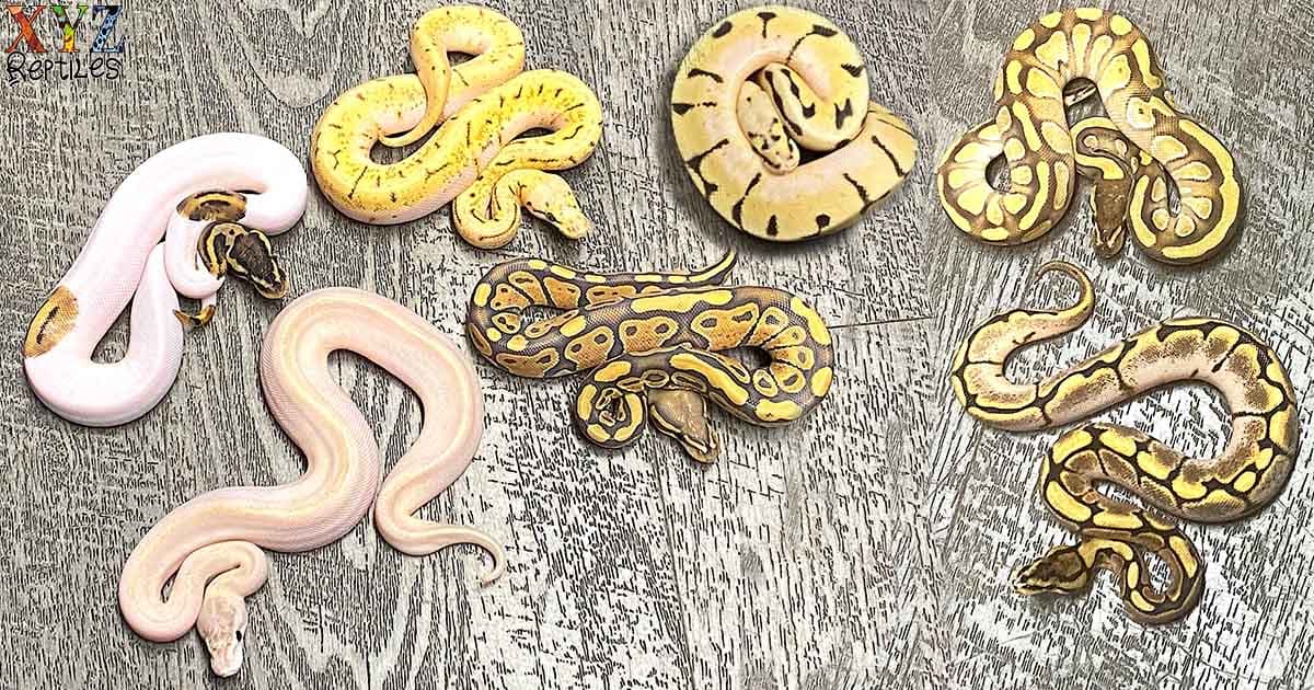 What is a ball python morph?