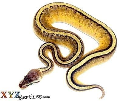 Baby Pastel Genetic Stripe Ball Python
