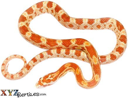 Albino Corn Snake