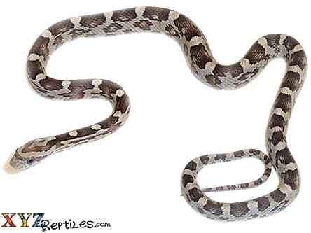 Black Corn Snake