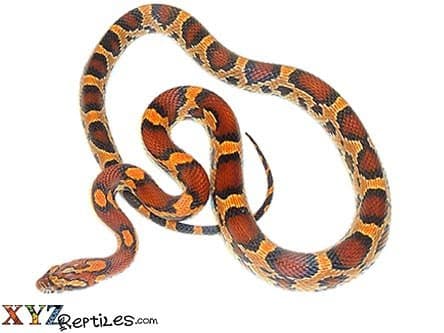 Okeetee Corn Snake