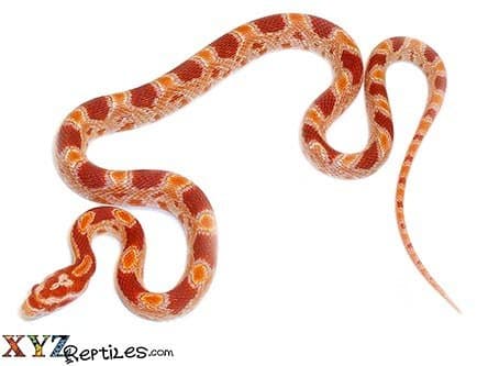 Reverse Okeetee Corn Snake
