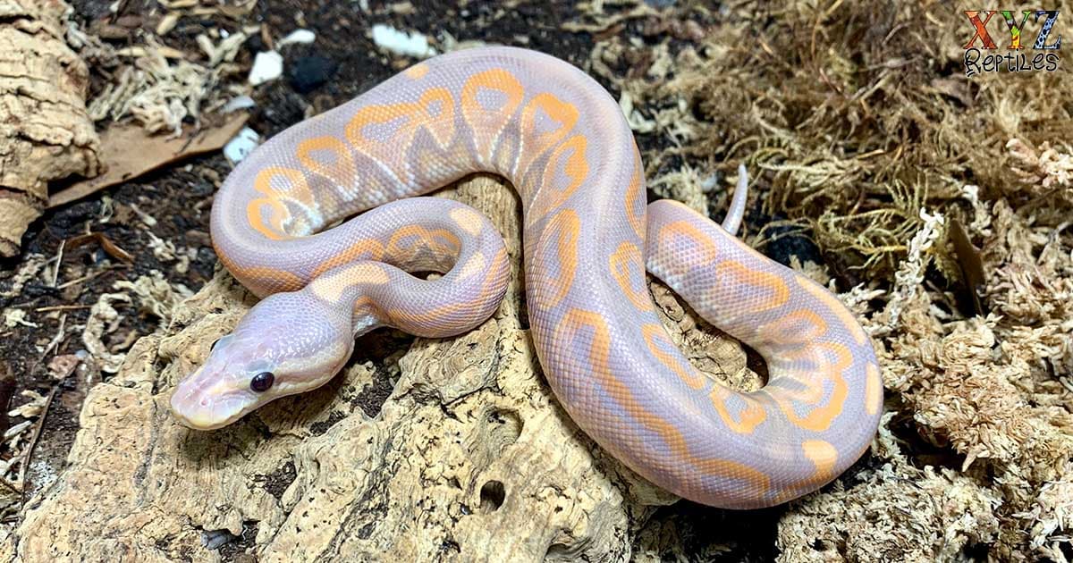 What are some interesting facts about ball pythons?