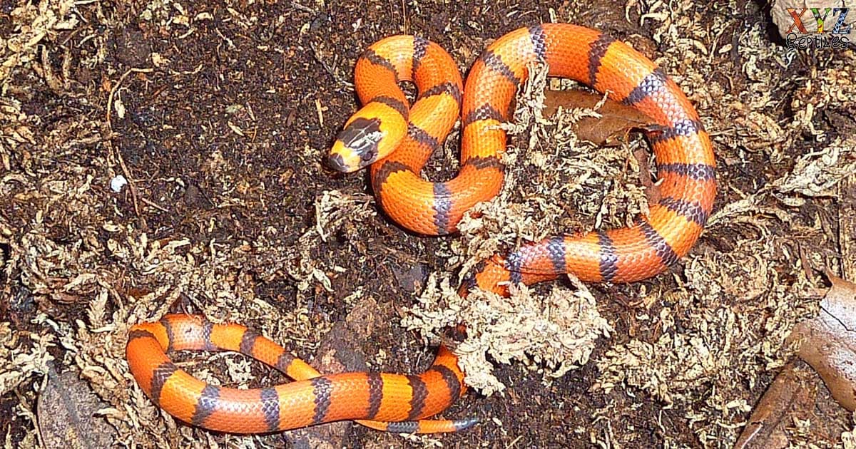 Can I put my milk snake with my common corn snake?