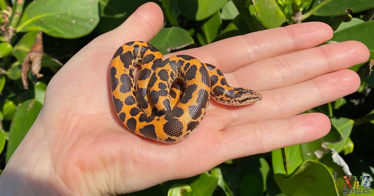 Best Pet Snake Breeds for Beginners to Own