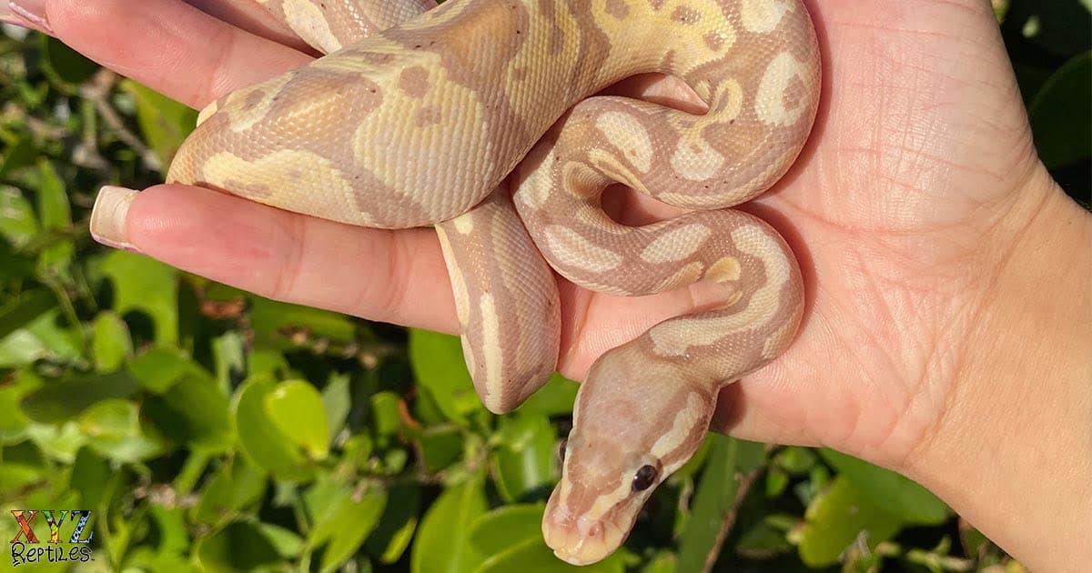 Facts About Ball Pythons As Pets