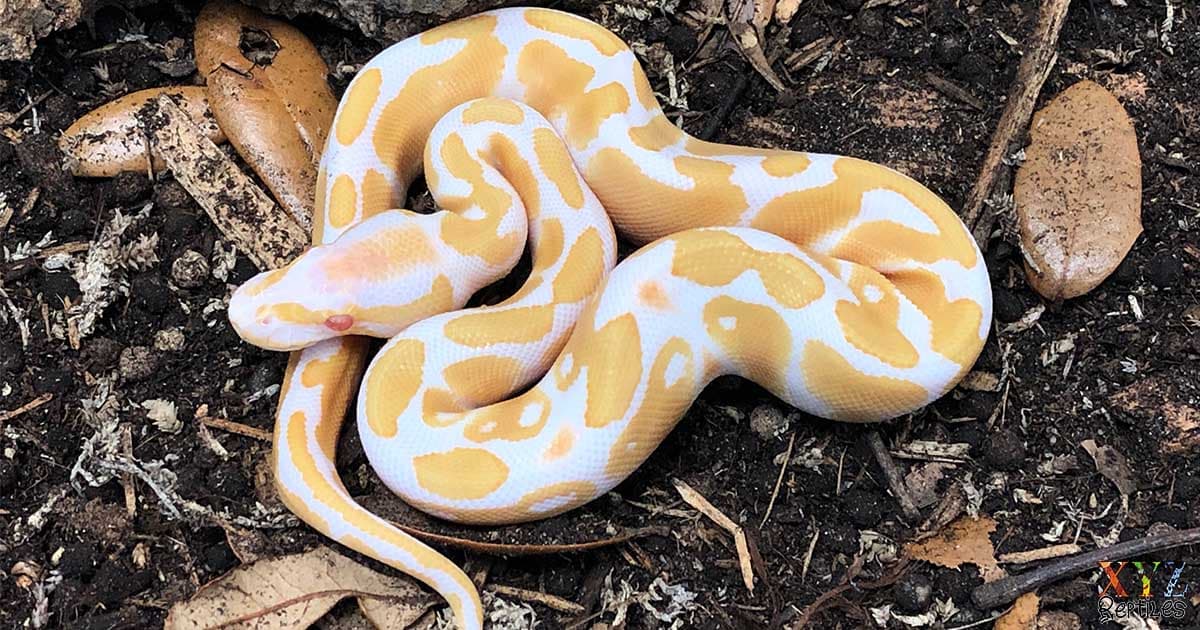 Five Benefits Of Ball Pythons As Pets