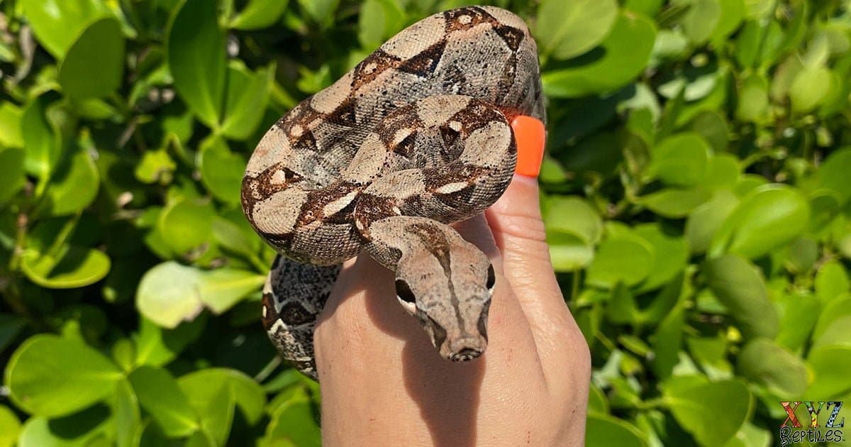 Benefits Of Boa Constrictors As Pets