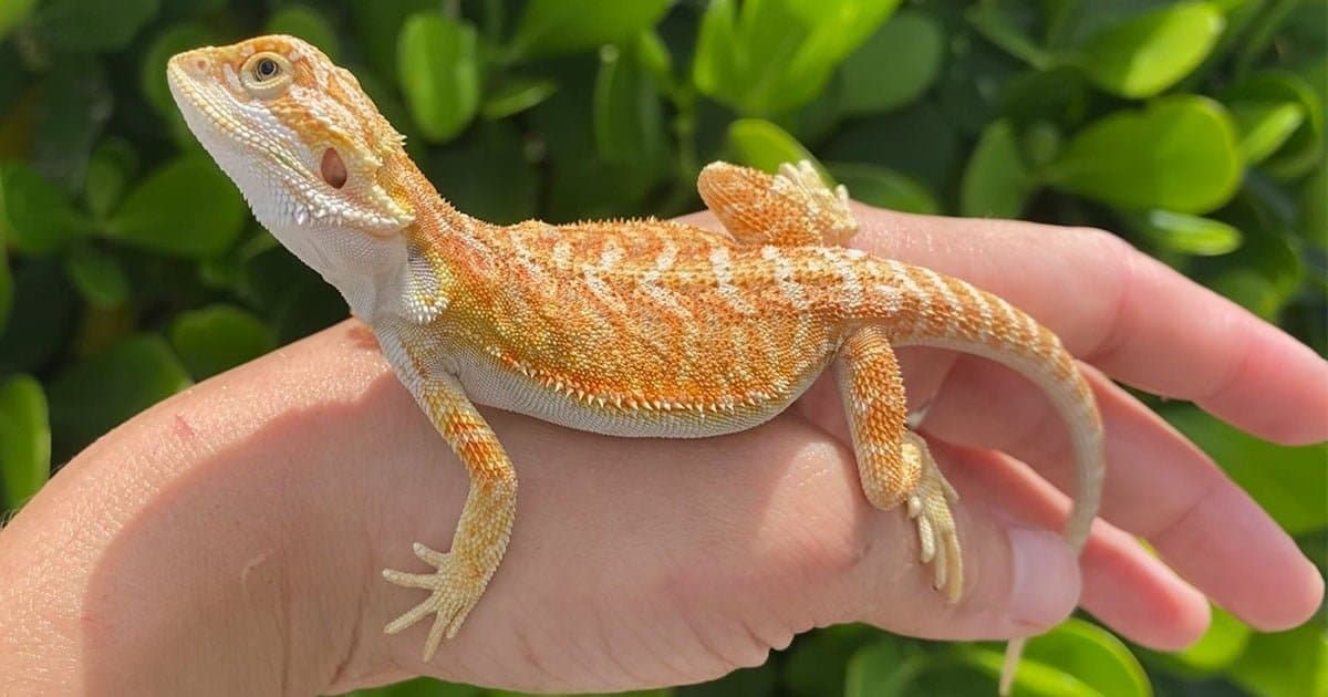 Bearded Dragon Facts: Types, Colors, Variations & Lifespan