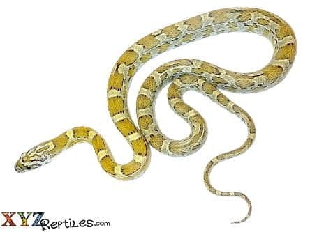 Honey Corn Snake